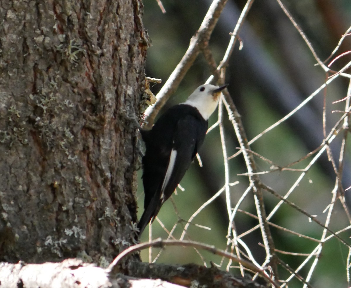 White-headed Woodpecker - ML625038606