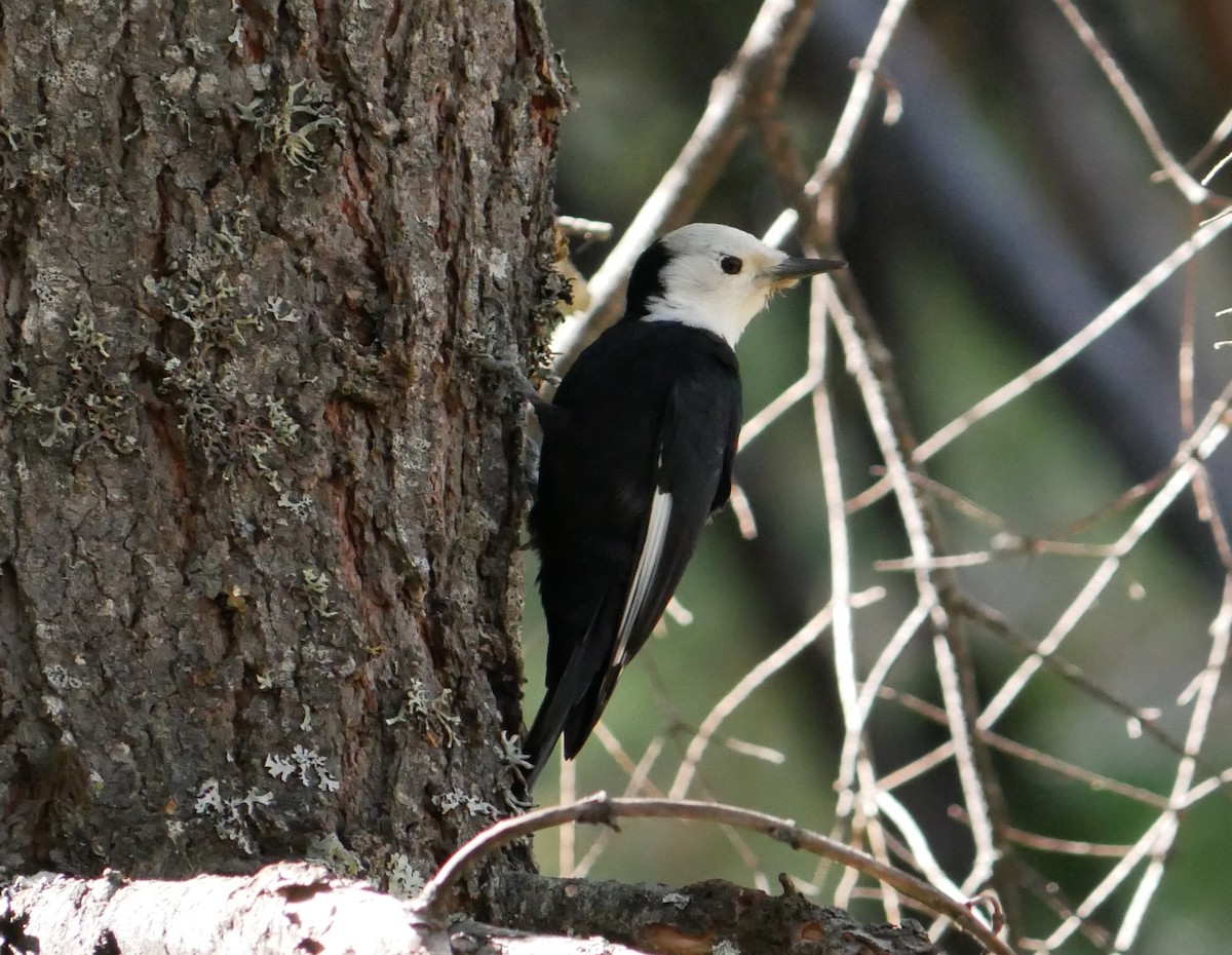 White-headed Woodpecker - ML625038607