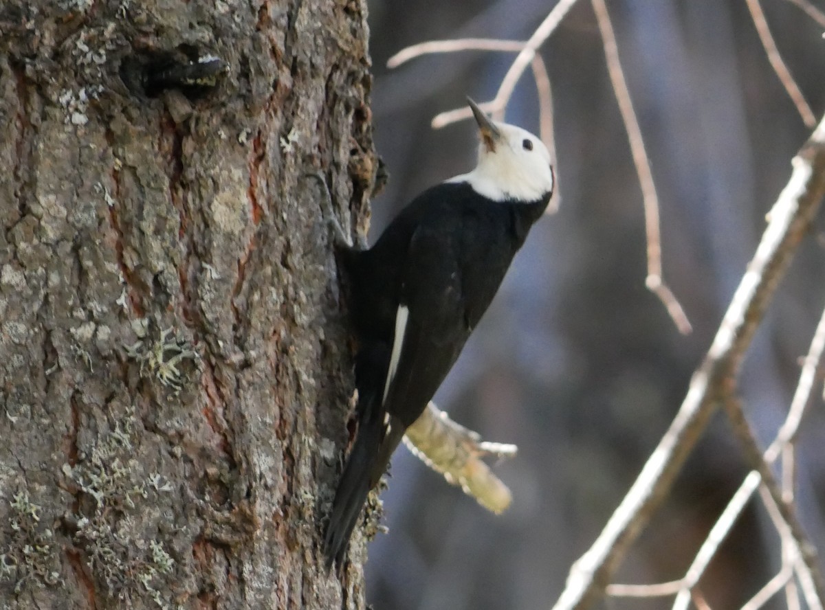 White-headed Woodpecker - ML625038608