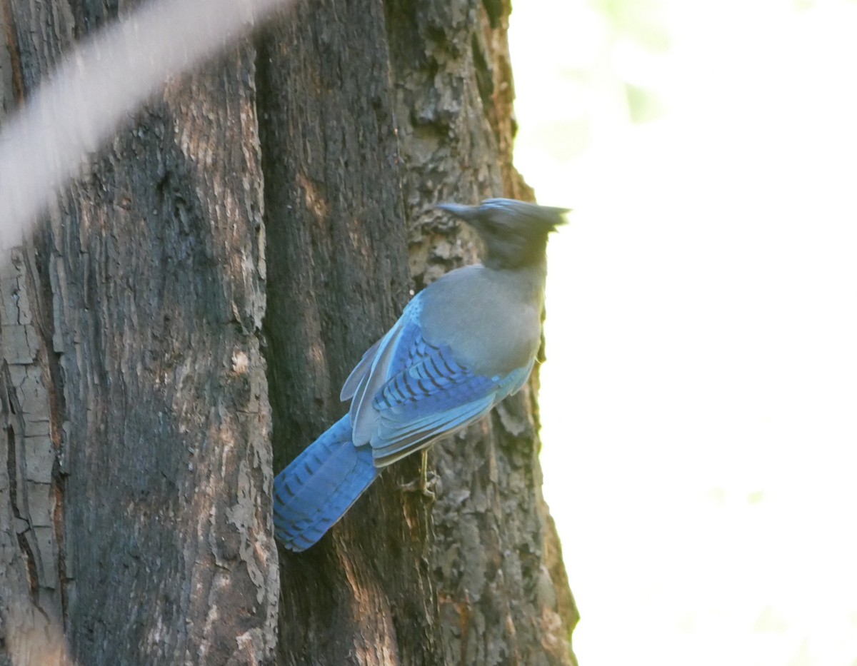 Steller's Jay - ML625038610