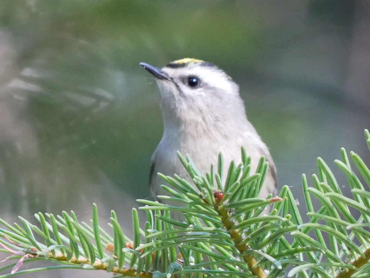 Roitelet à couronne dorée - ML625038620