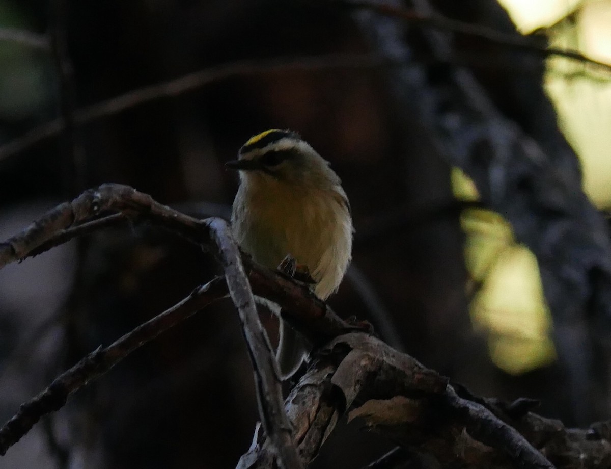 Golden-crowned Kinglet - ML625038621