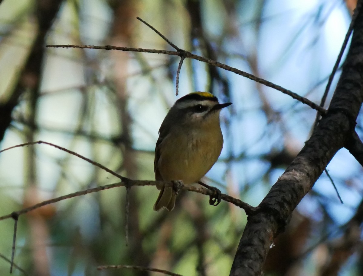 Golden-crowned Kinglet - ML625038622