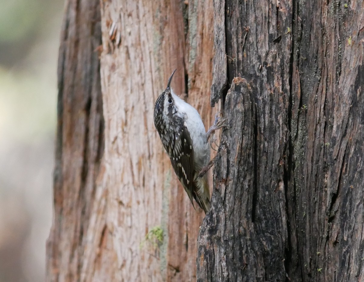 Brown Creeper - ML625038626