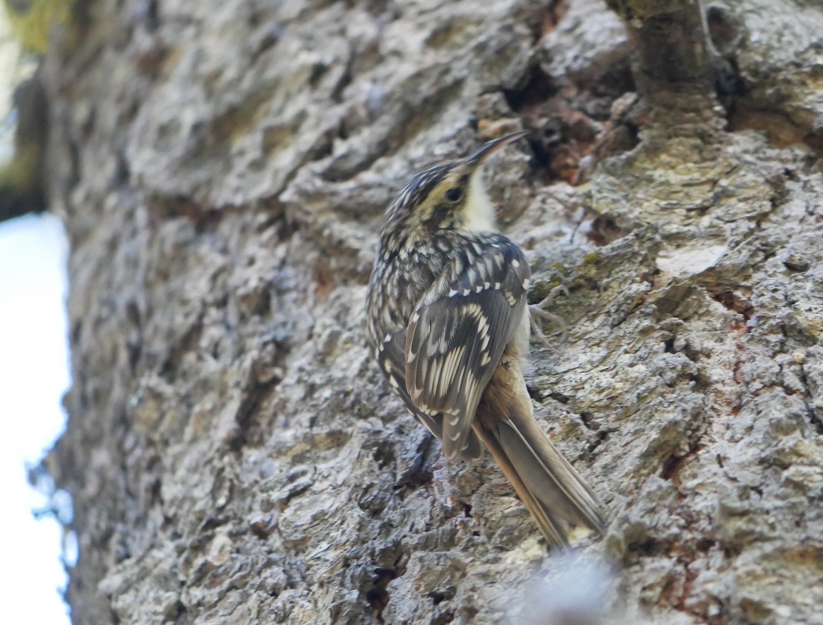 Brown Creeper - ML625038627