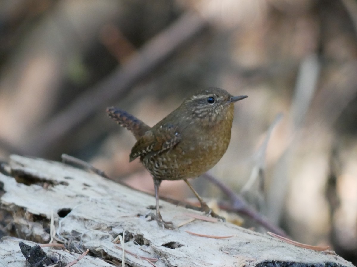 Pacific Wren - ML625038633