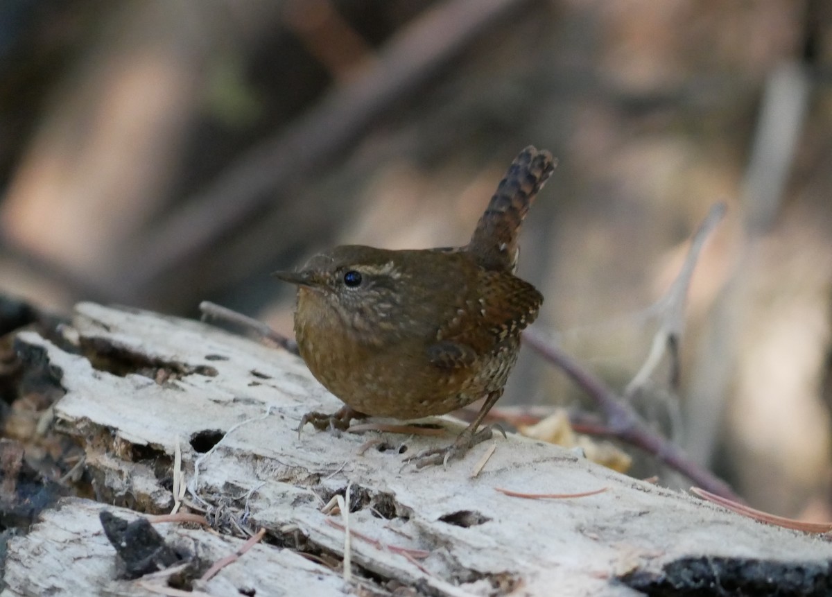 Pacific Wren - ML625038634