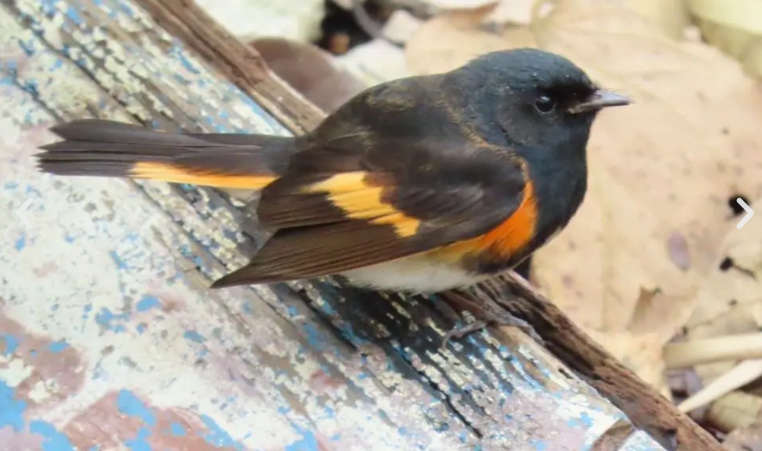 American Redstart - ML625038649