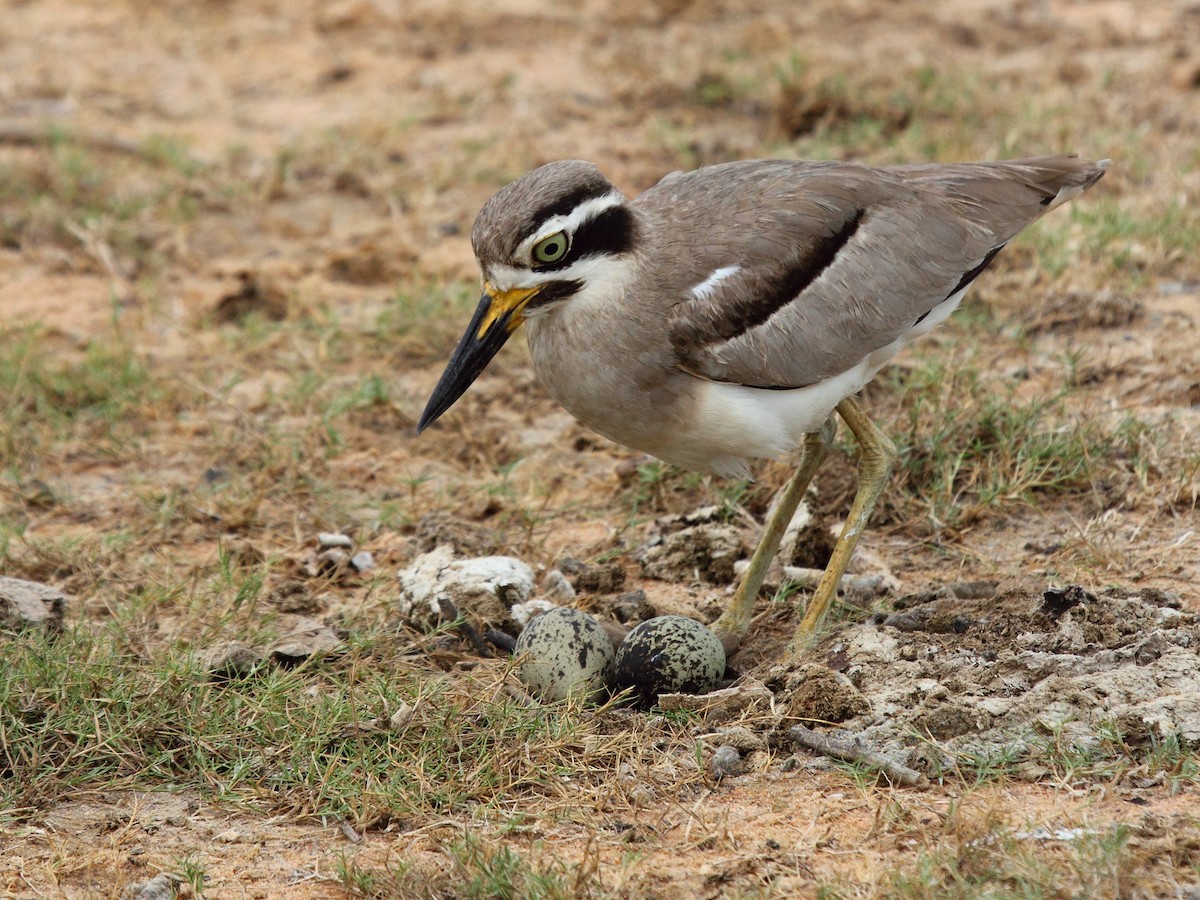 Great Thick-knee - ML625038855