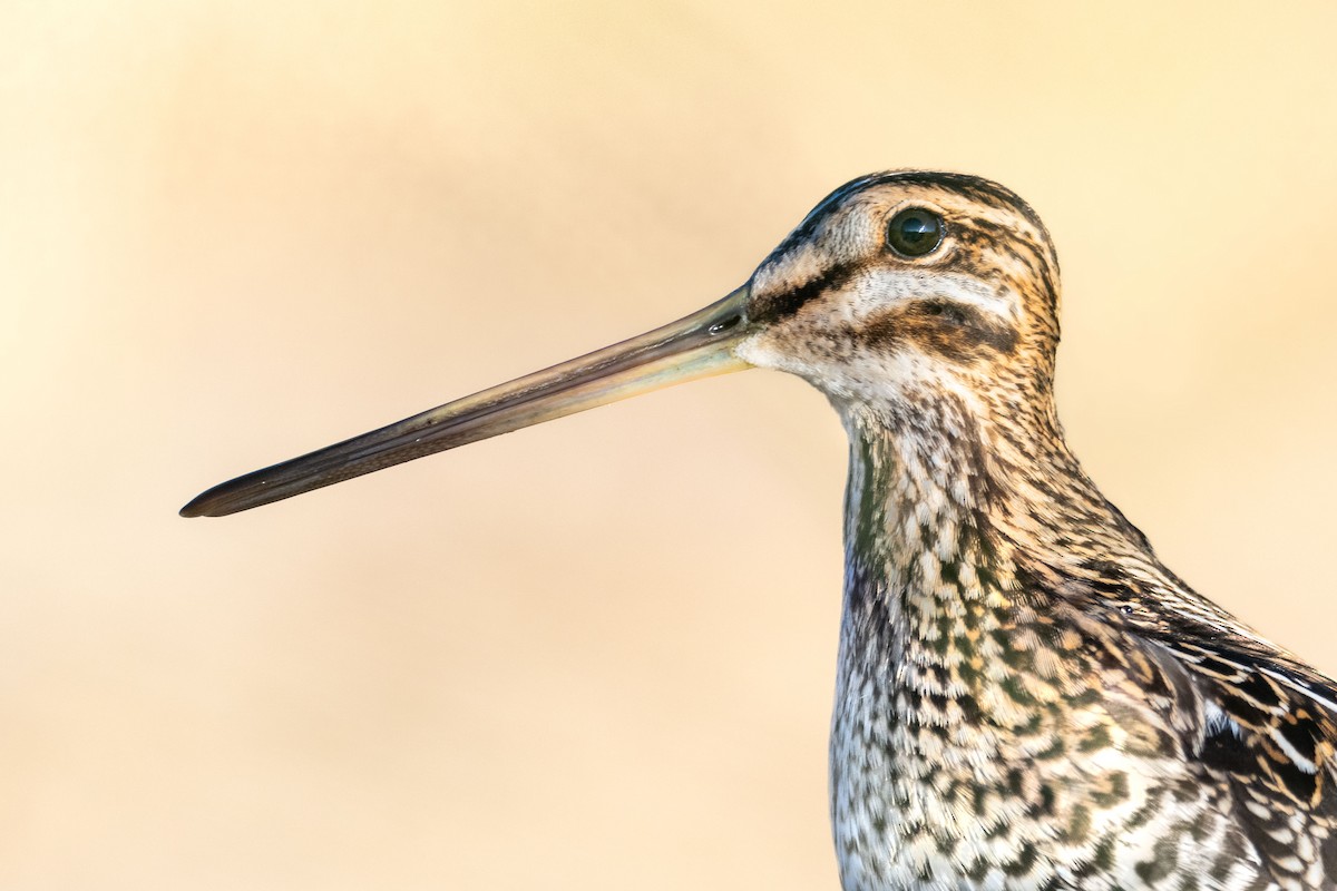 Common Snipe - ML625038856