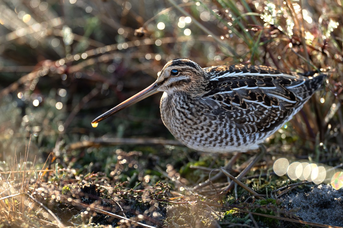 Common Snipe - ML625038857