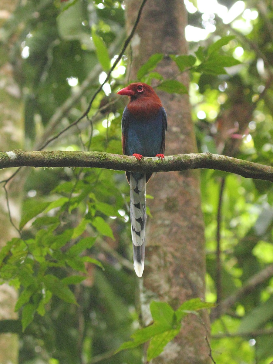 Sri Lanka Blue-Magpie - ML625038872