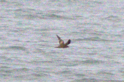 Swinhoe's Storm-Petrel - ML625038887