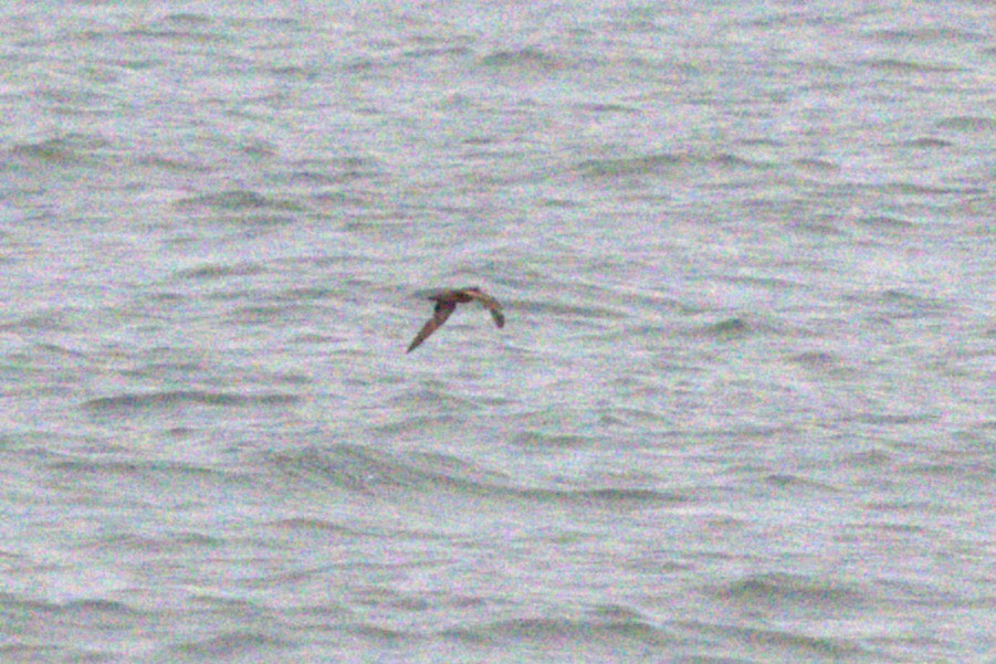 Swinhoe's Storm-Petrel - ML625038888