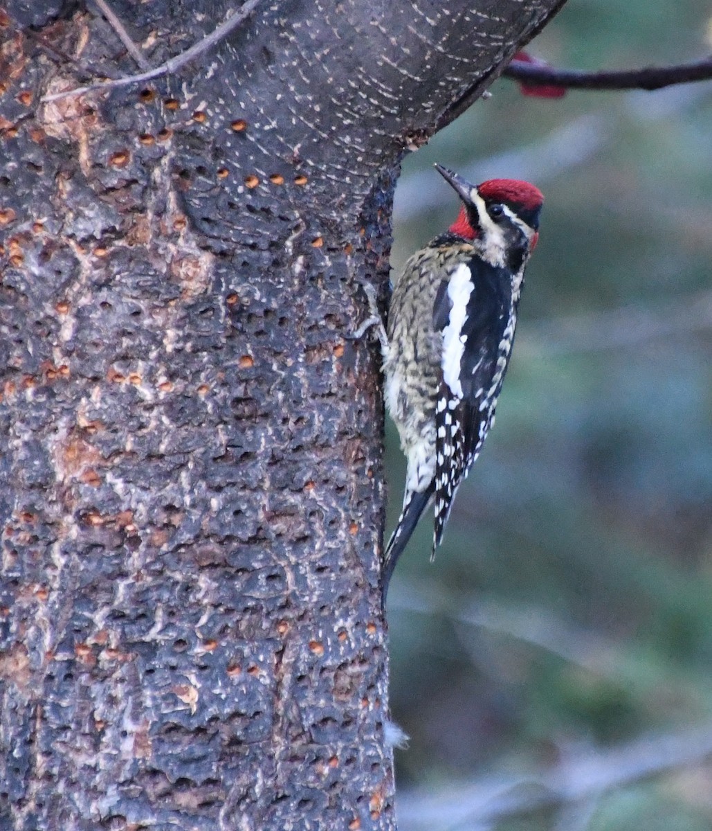 Red-naped Sapsucker - ML625038945