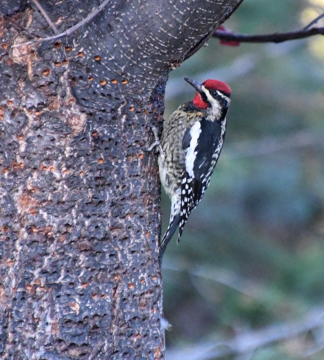 Red-naped Sapsucker - ML625038946