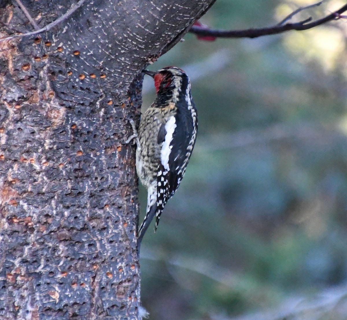 Red-naped Sapsucker - ML625038947