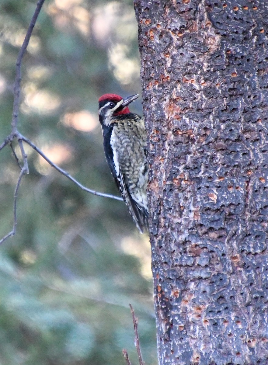 Red-naped Sapsucker - ML625038948