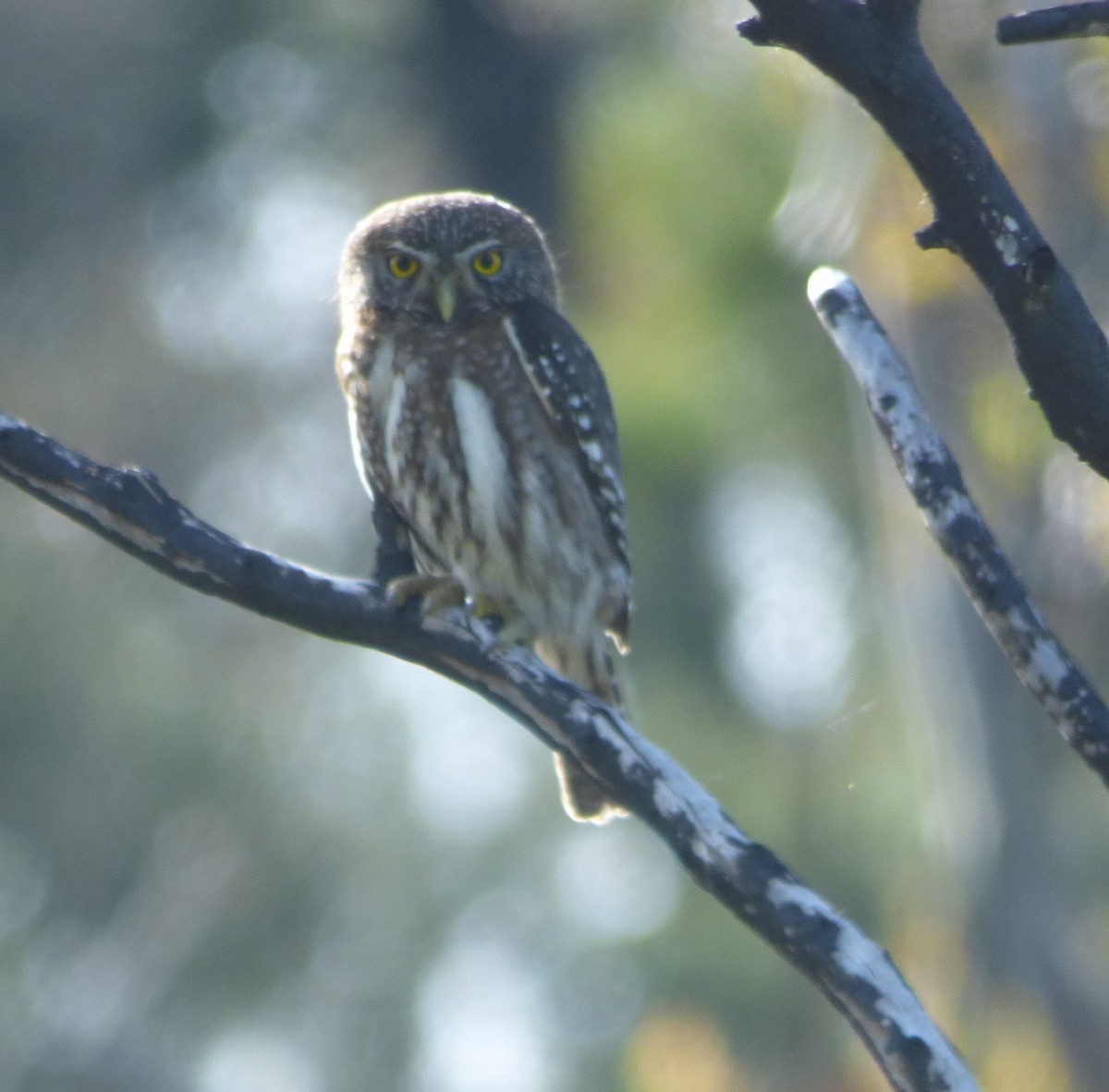 Austral Pygmy-Owl - ML625038958
