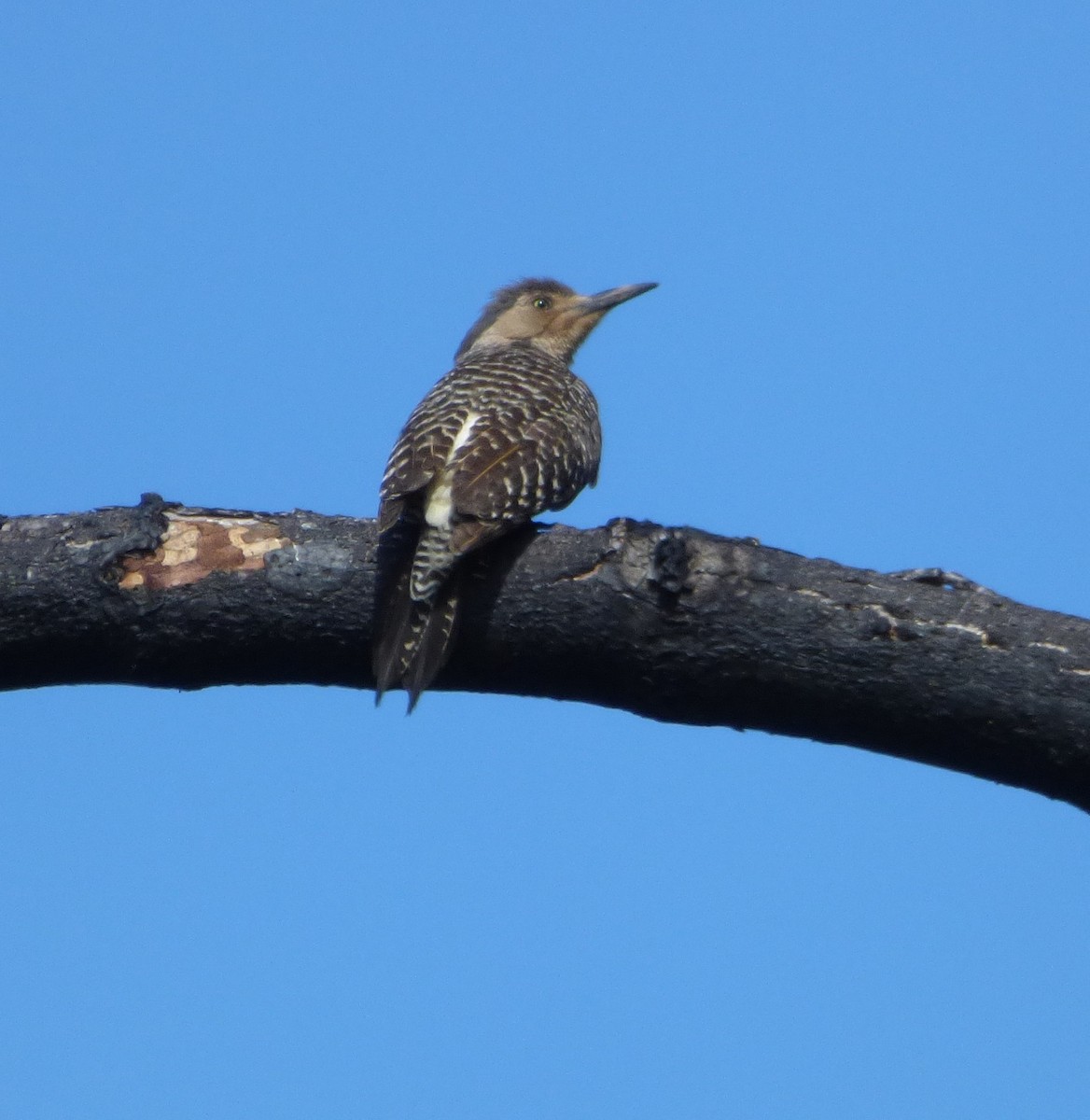Chilean Flicker - ML625038961