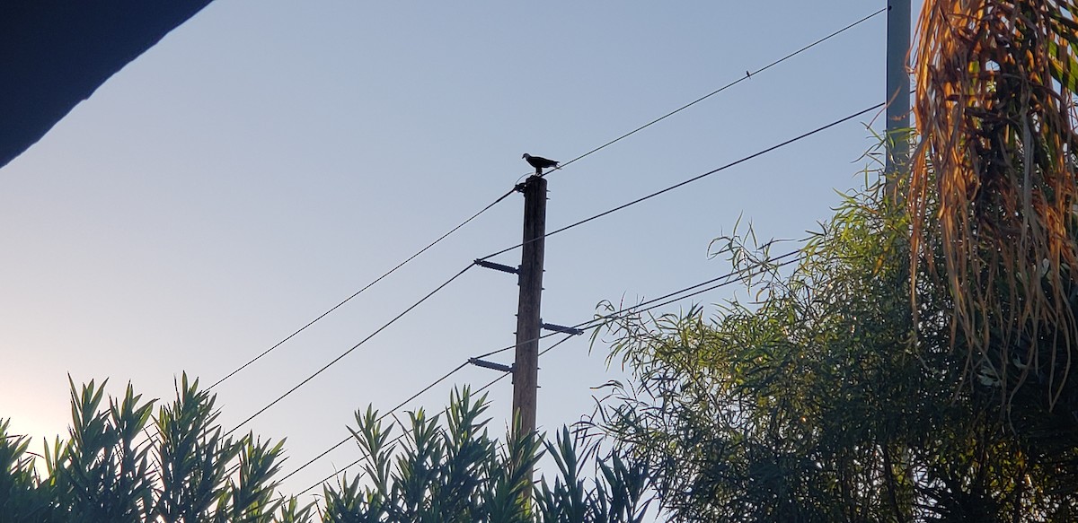 orel bělohlavý - ML625039178