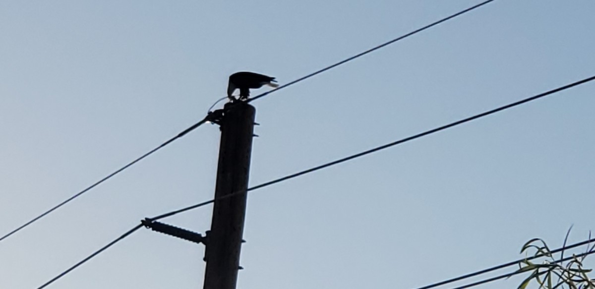 orel bělohlavý - ML625039188