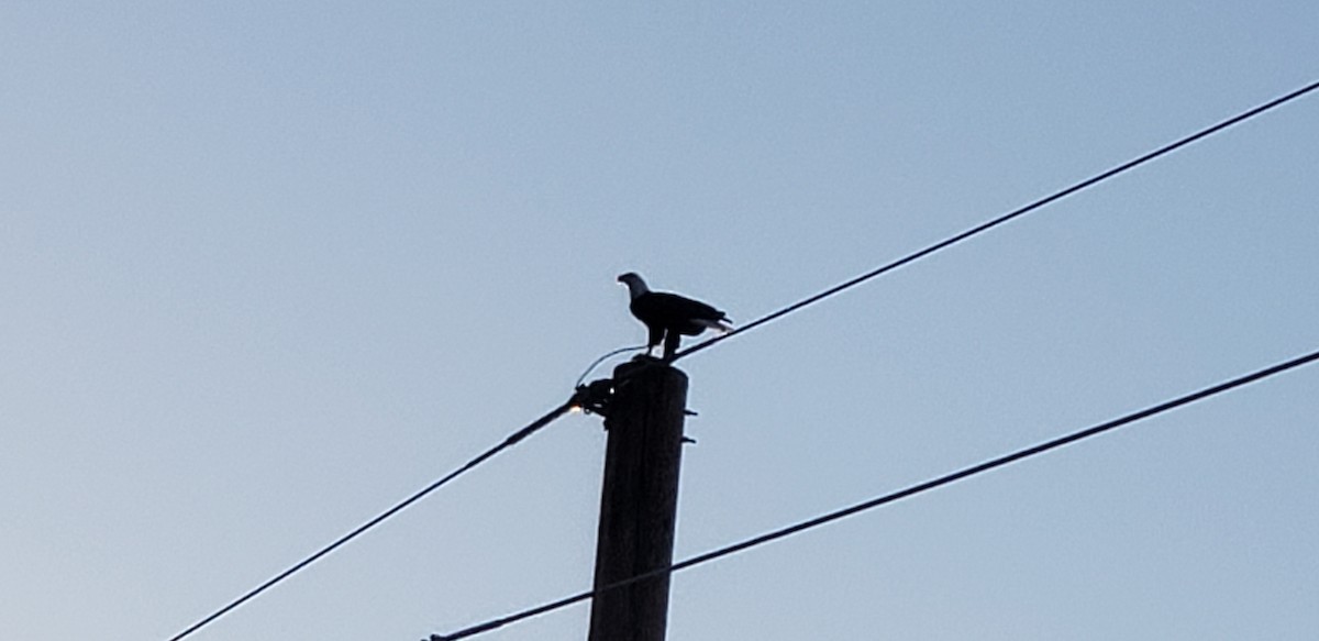 orel bělohlavý - ML625039191