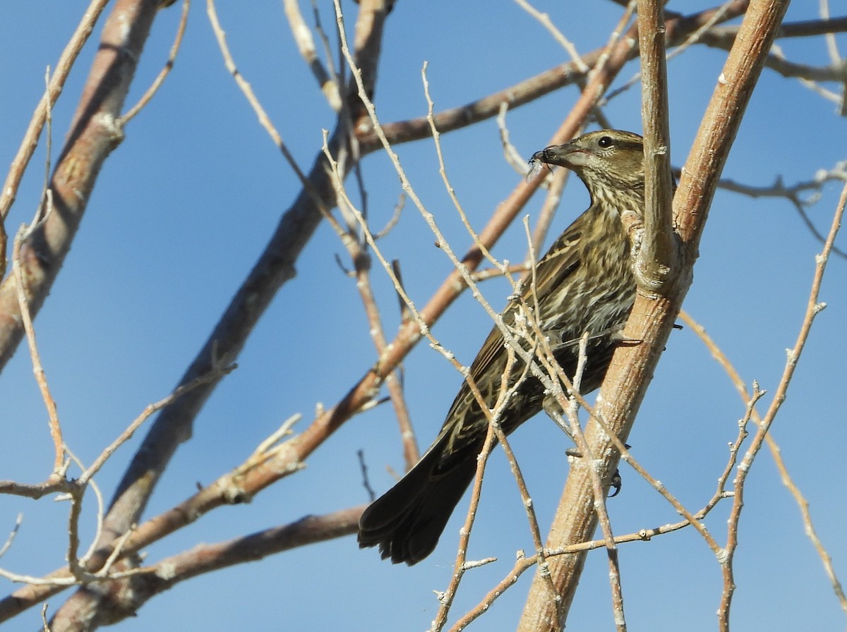 Red-winged Blackbird - ML625039245