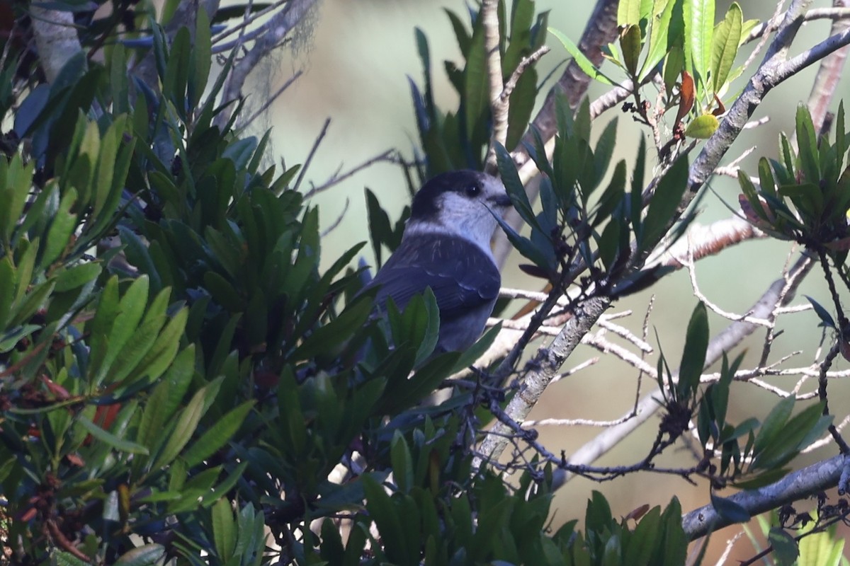 Canada Jay - ML625039278