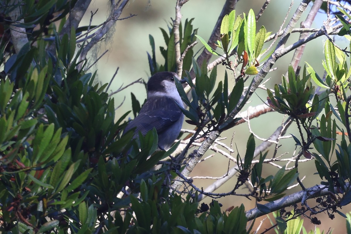 Canada Jay - ML625039279