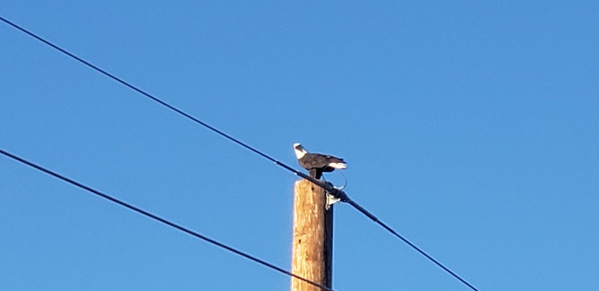 orel bělohlavý - ML625039302