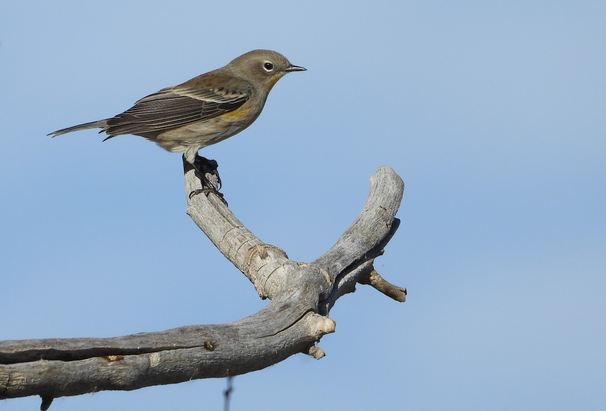 Yellow-rumped Warbler (Audubon's) - ML625039313