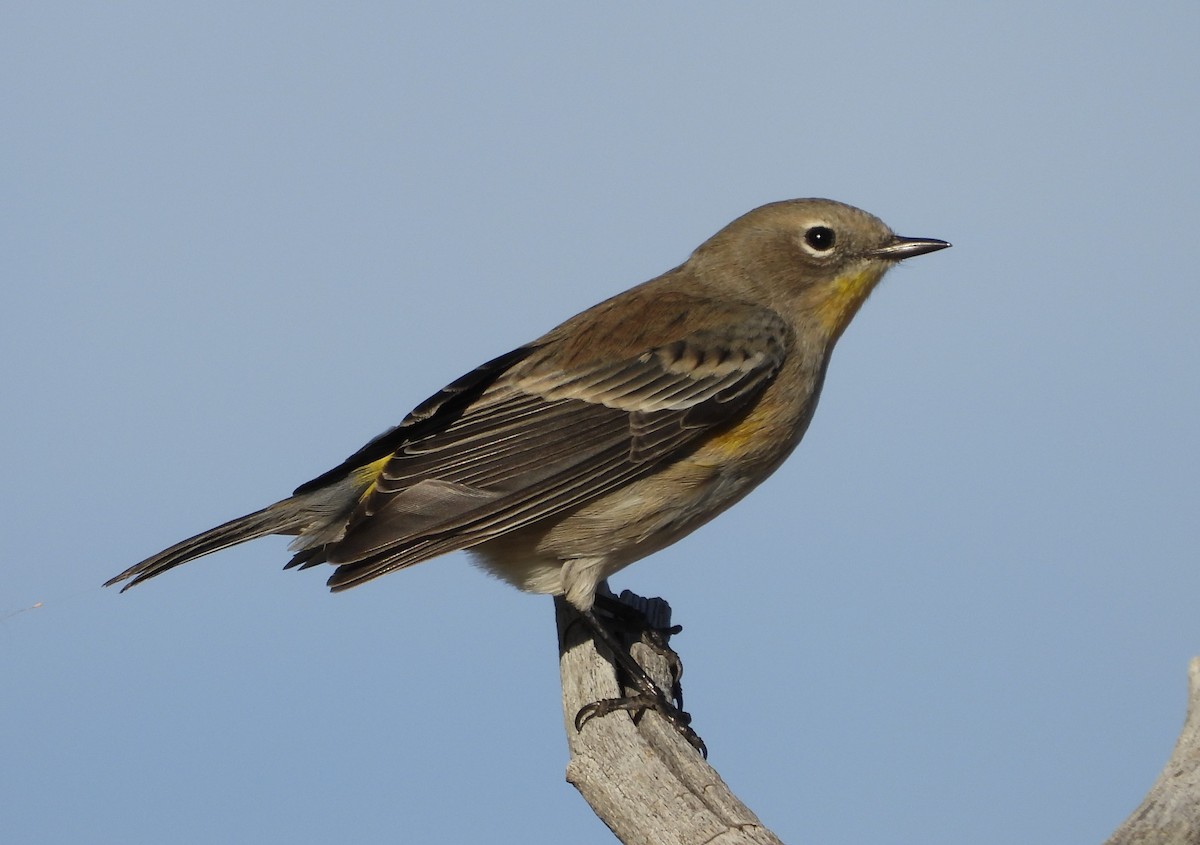 Yellow-rumped Warbler (Audubon's) - ML625039314