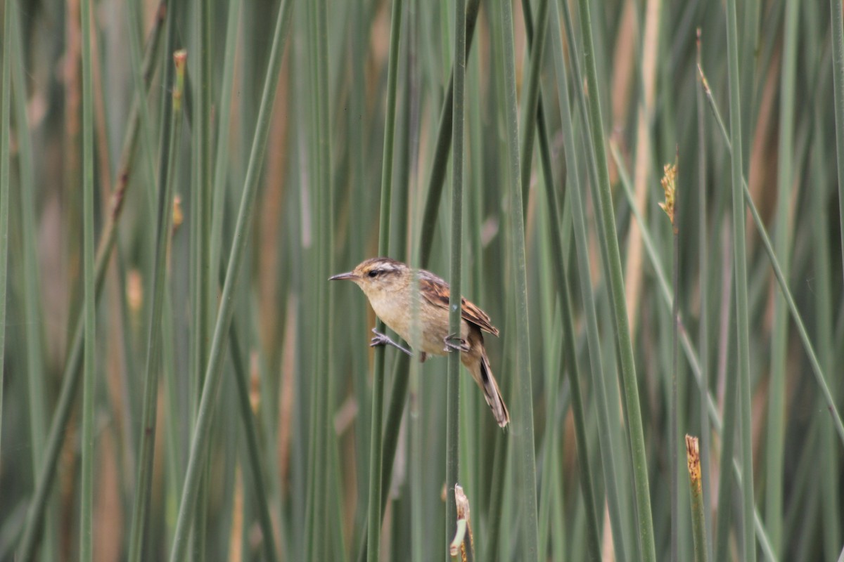 Wren-like Rushbird - ML625039325