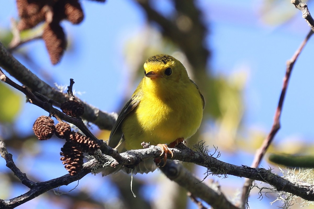 Wilson's Warbler (chryseola) - ML625039342
