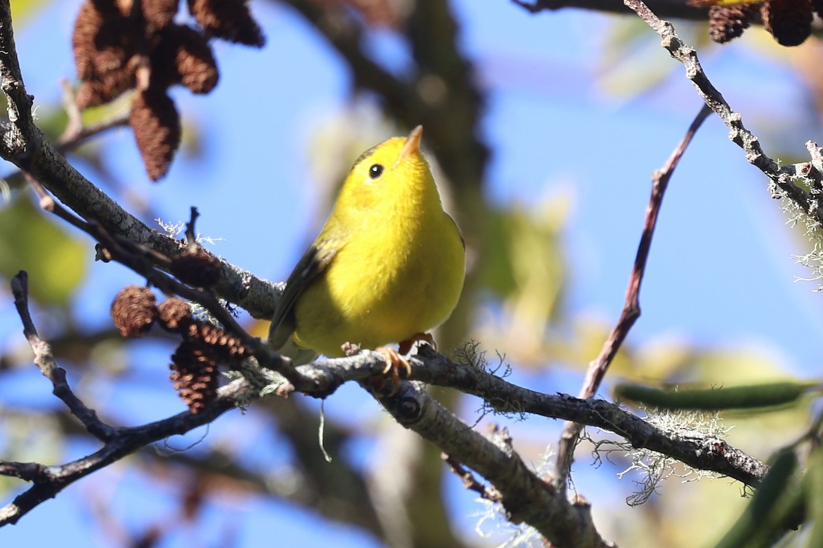 Wilson's Warbler (chryseola) - ML625039343