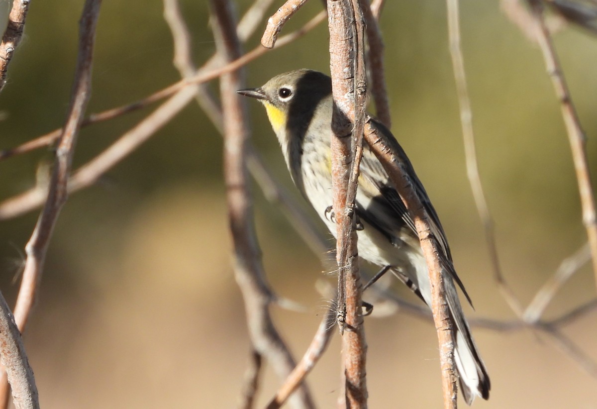 Yellow-rumped Warbler (Audubon's) - ML625039379