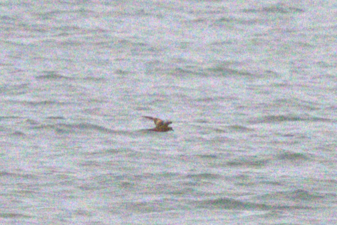 Swinhoe's Storm-Petrel - ML625039382