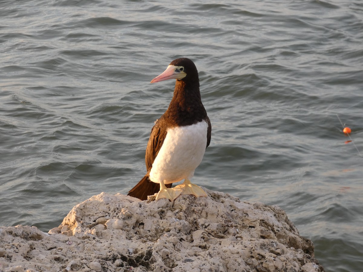 Brown Booby - ML625039387