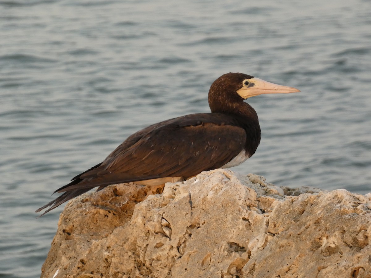 Brown Booby - ML625039388