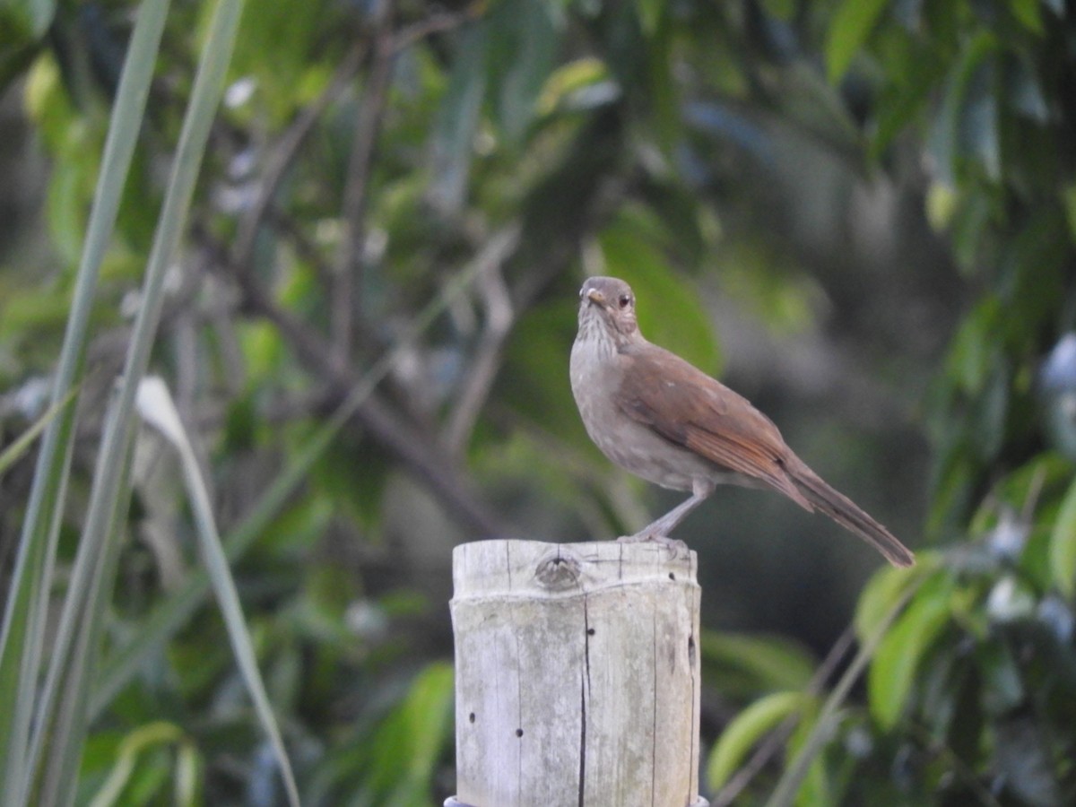 Black-billed Thrush - ML625039399