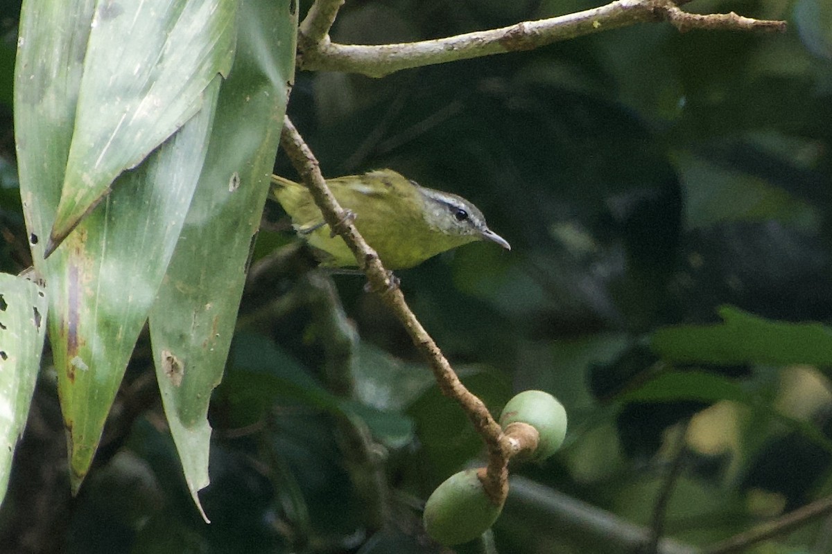 Island Leaf Warbler (Halmahera) - ML625039410