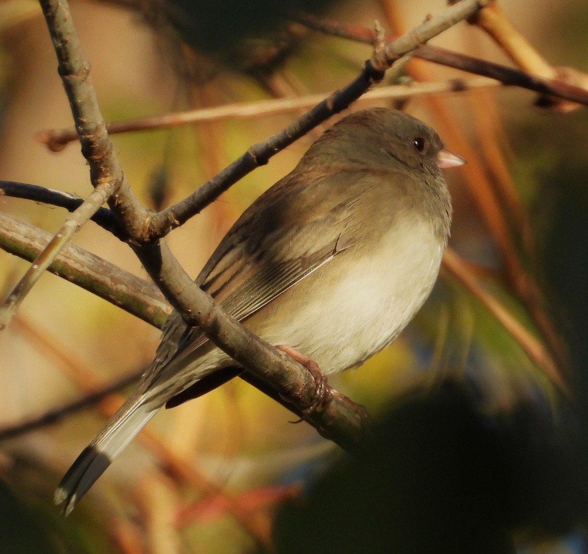Dark-eyed Junco - ML625039486