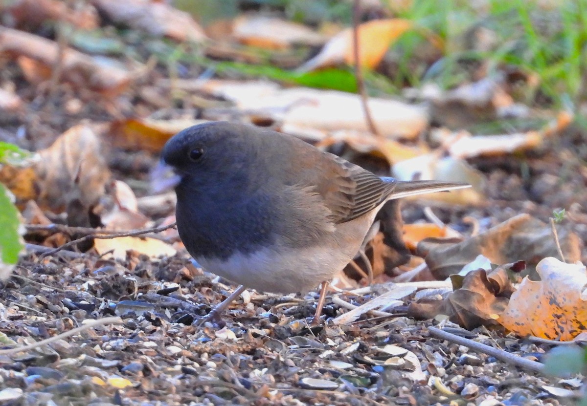 Dark-eyed Junco - ML625039487