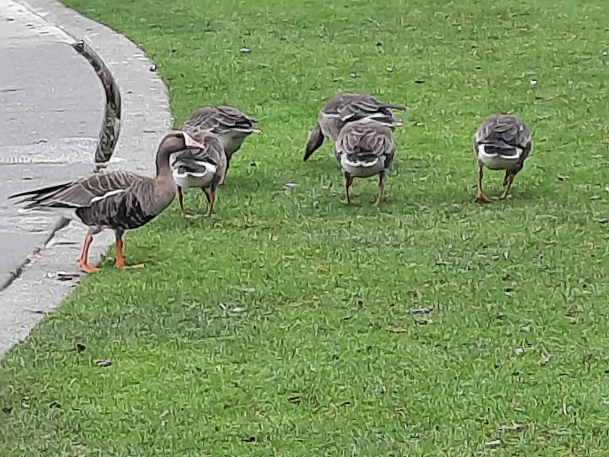 Greater White-fronted Goose - ML625039619