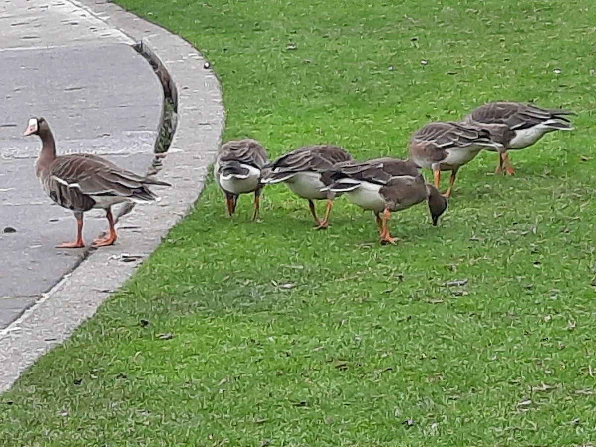 Greater White-fronted Goose - ML625039638
