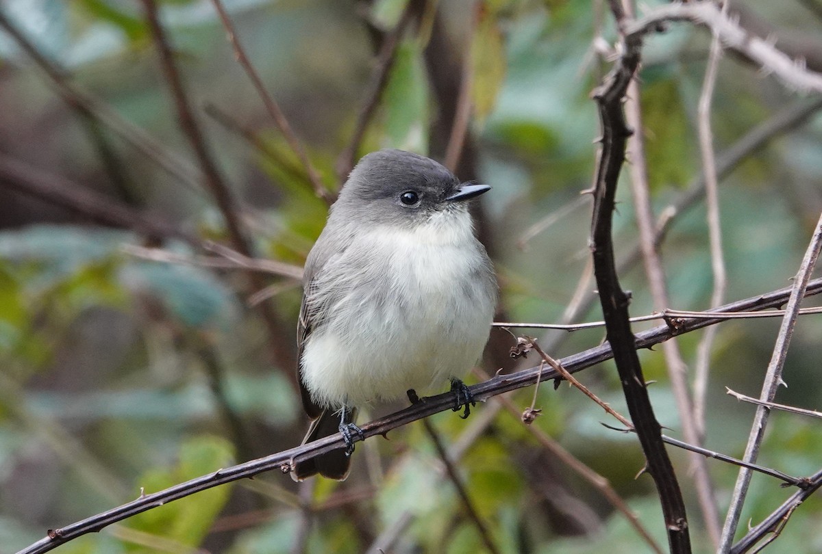 Eastern Phoebe - ML625039793