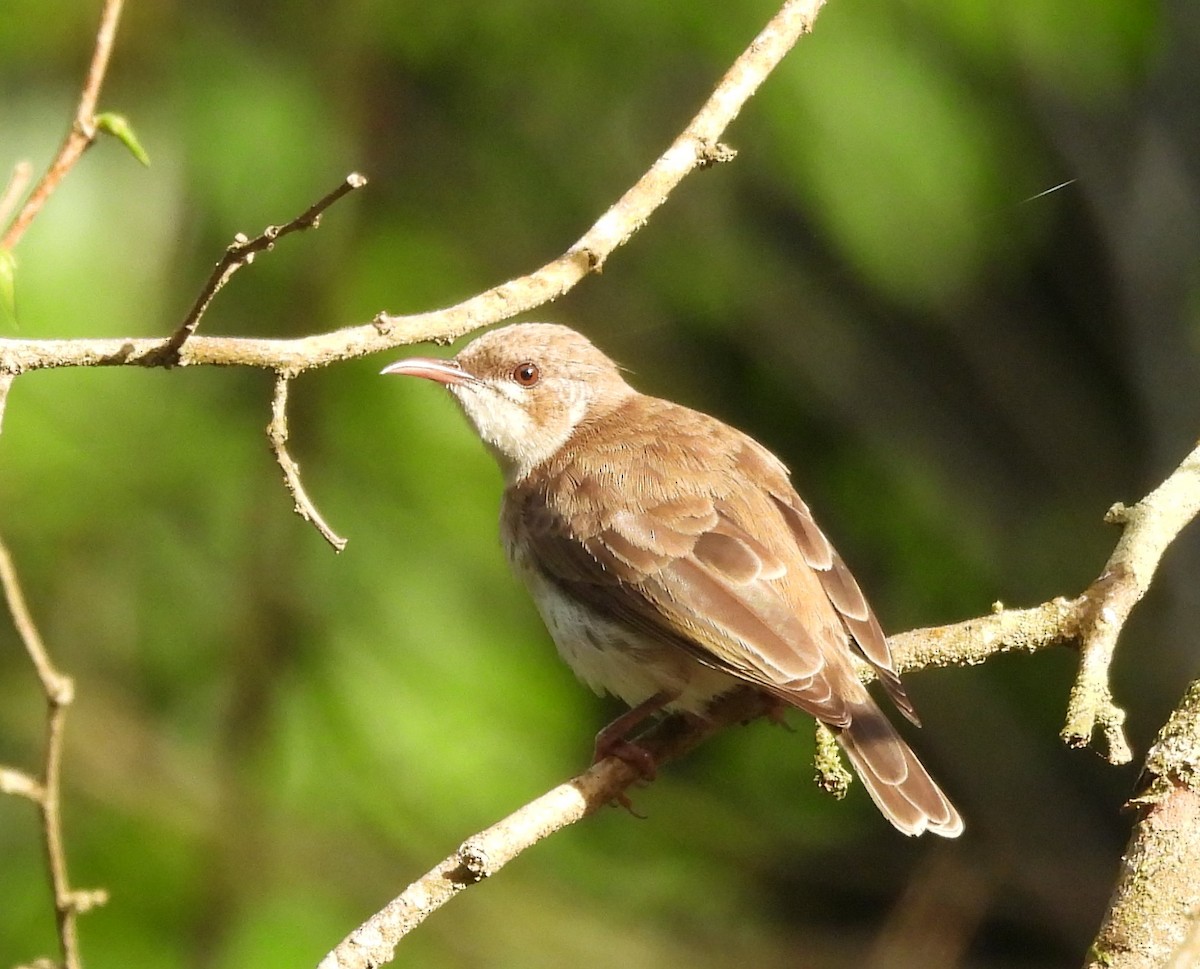 Brown-backed Honeyeater - ML625039843