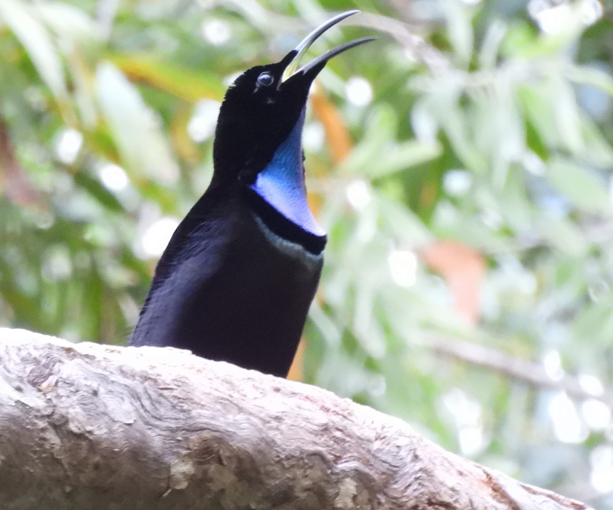 Magnificent Riflebird - ML625039903