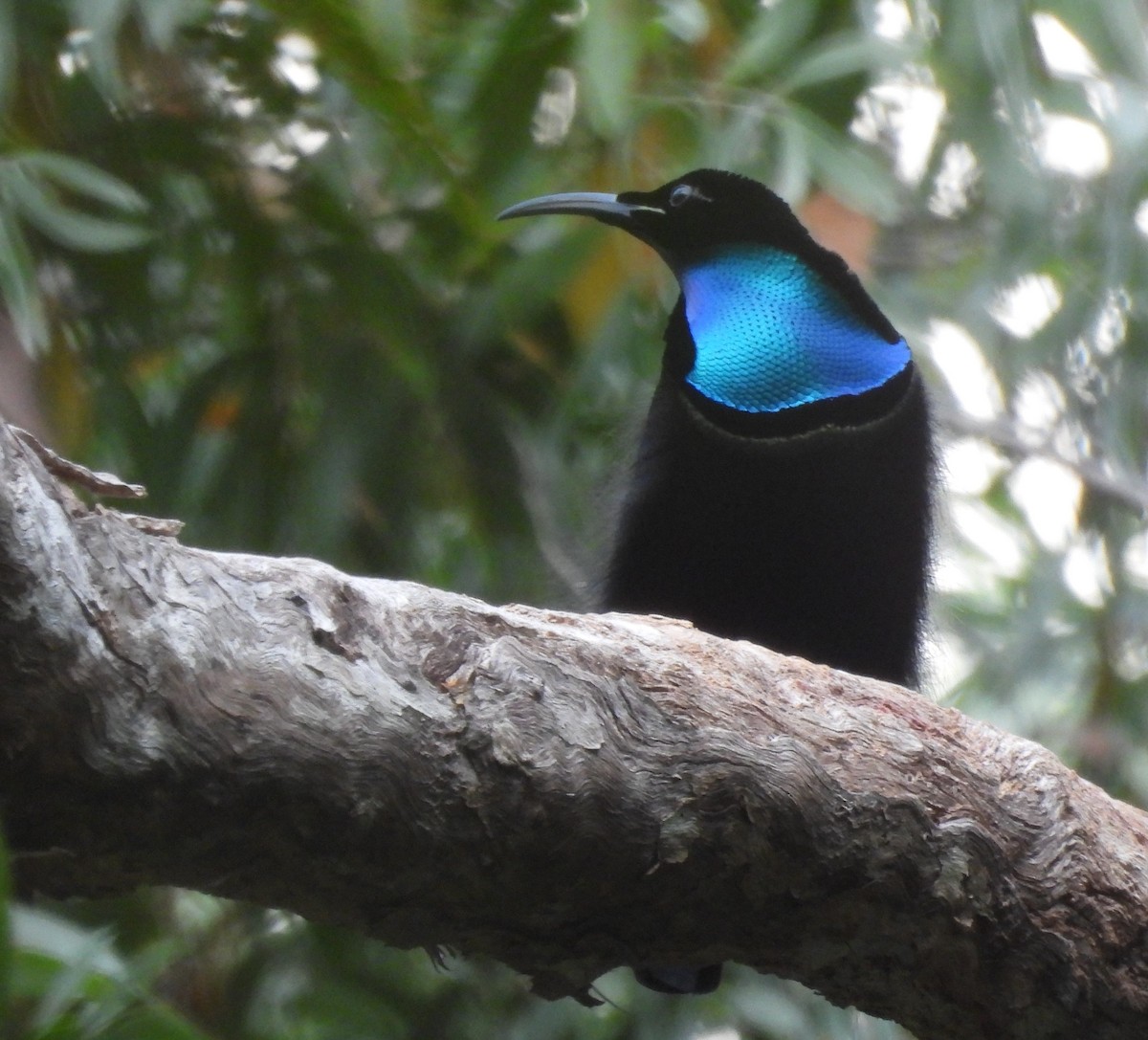 Magnificent Riflebird - ML625039904